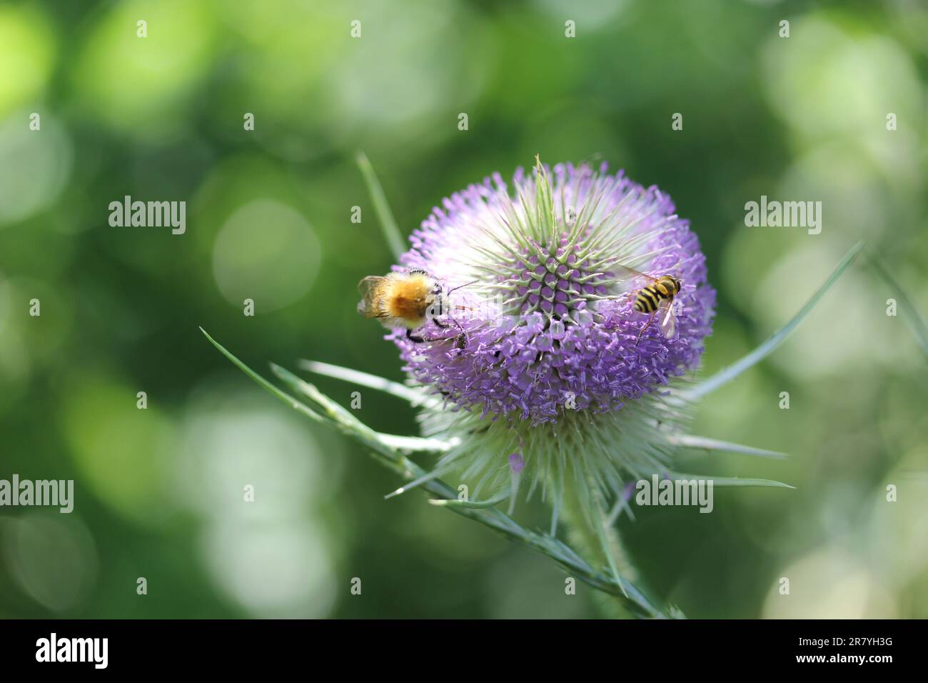Deux types de pollinisation d'abeille Banque D'Images