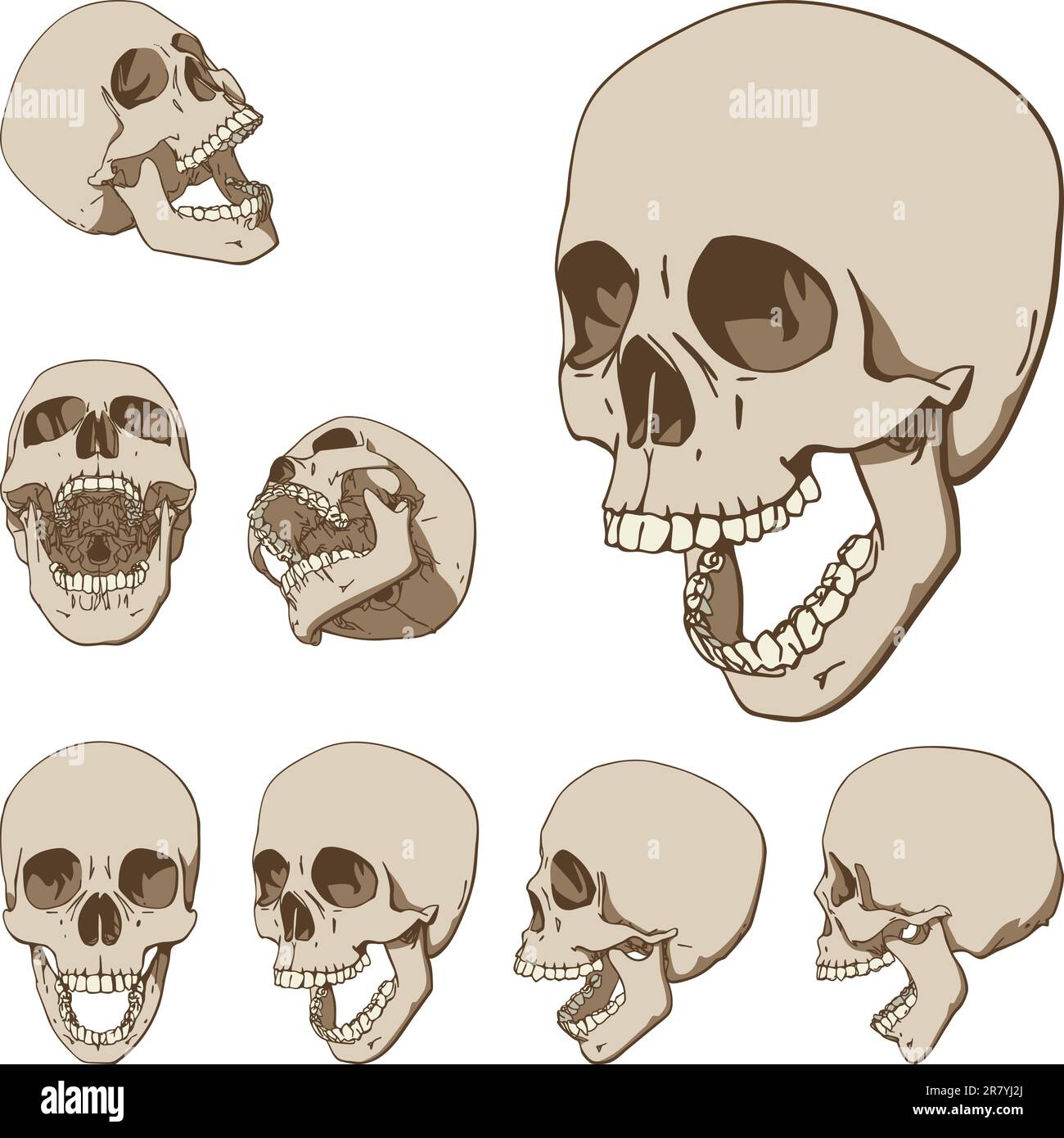 Ensemble de sept dessins de crâne humain. Illustration vectorielle Illustration de Vecteur