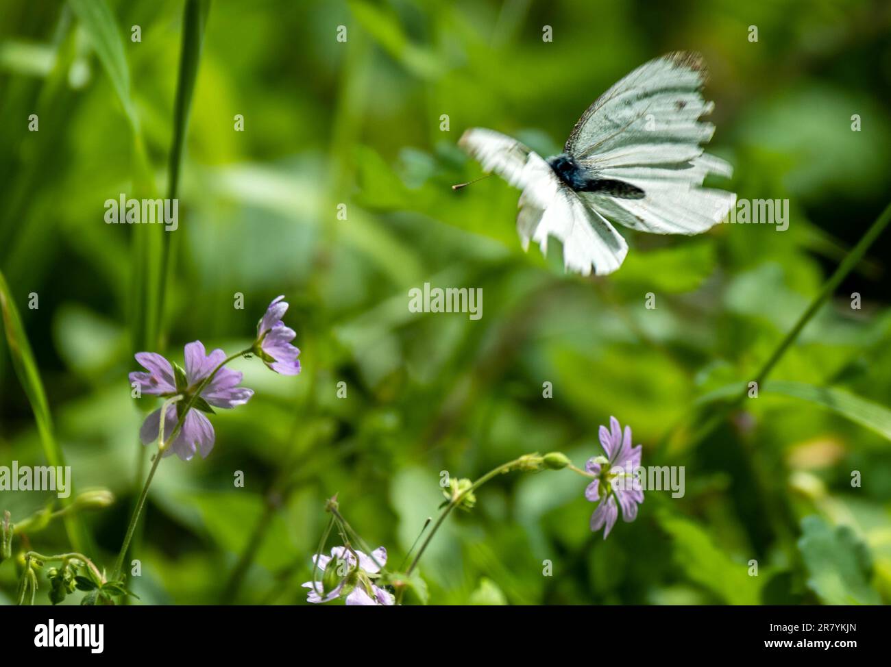 Bulgarie 18 juin TH 2023: Europes hotspot avec 216 espèces de papillons qui ont certainement enregistré en Bulgarie il se classe comme l'un des points chauds de papillons de l'Europe. :Clifford Norton Alay Banque D'Images