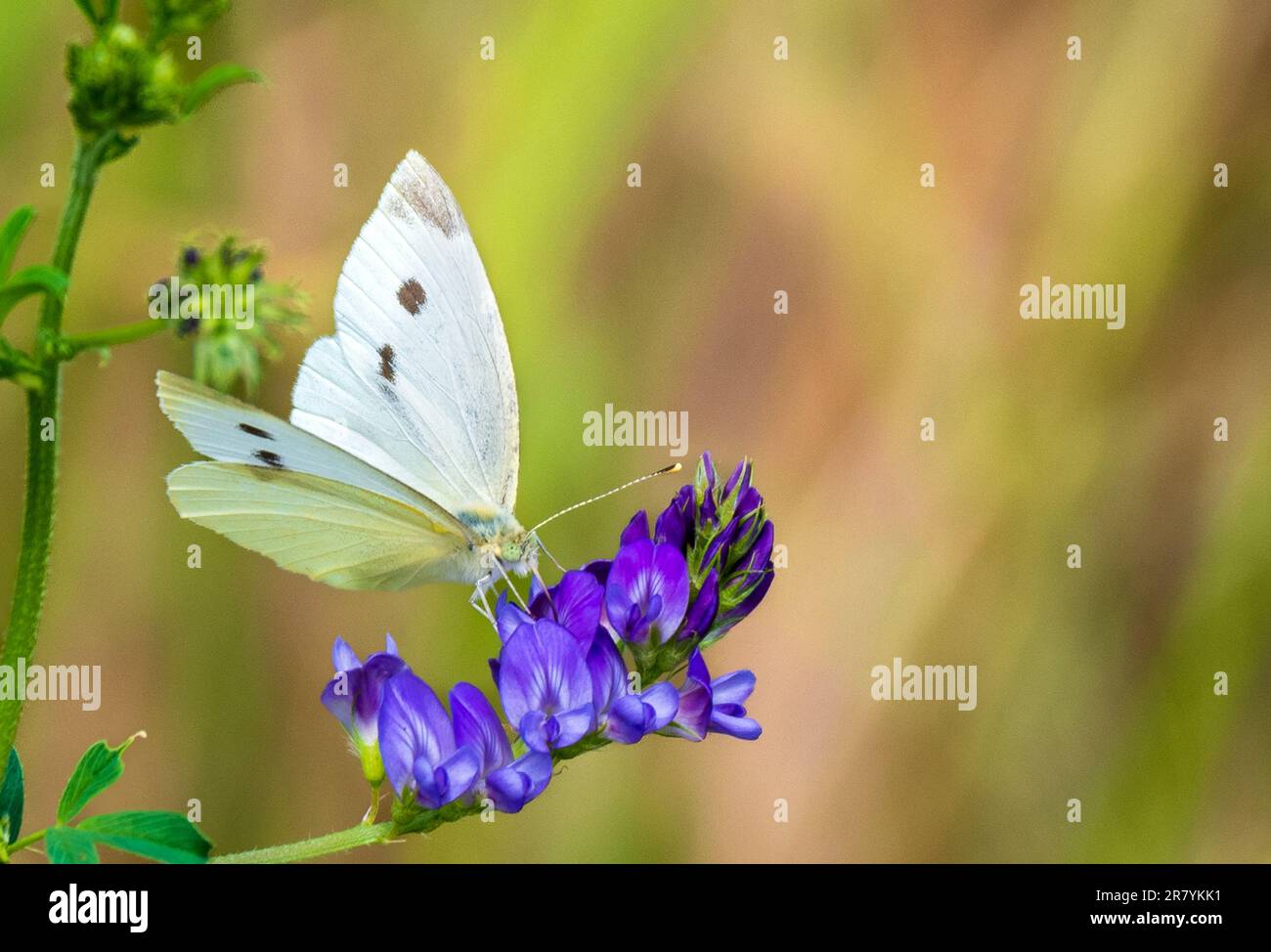 Bulgarie 18 juin TH 2023: Europes hotspot avec 216 espèces de papillons qui ont certainement enregistré en Bulgarie il se classe comme l'un des points chauds de papillons de l'Europe. :Clifford Norton Alay Banque D'Images