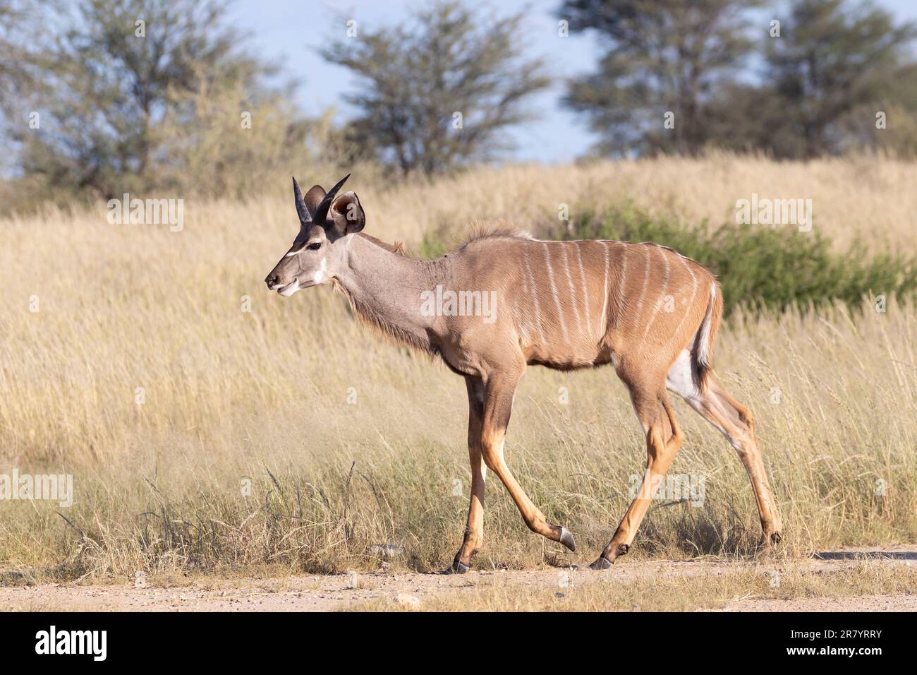 Mâle adulte secondaire Grand Kudu (Tragelaphus strepsiceros) Parc transfrontalier Kgalagadi, Kalahari, Cap Nord, Afrique du Sud Banque D'Images