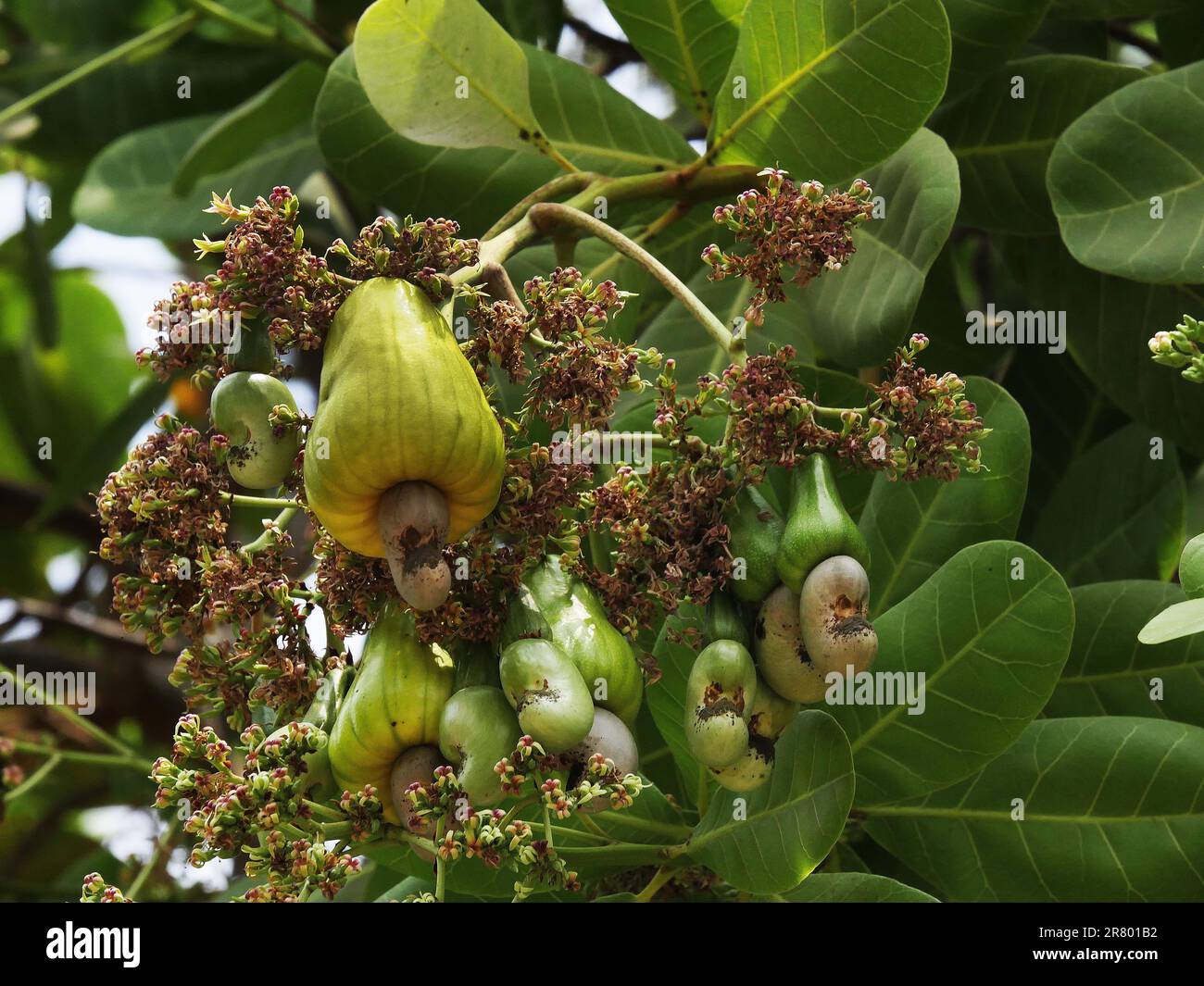 Noix de cajou, anacaridium occidentale, fruits et fleurs, Cambodge Banque D'Images