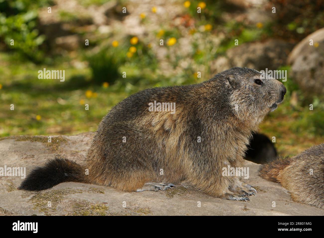 Marmotte des Alpes Marmota marmota, adultes, debout sur les rochers, dans les Alpes au sud-est de la France Banque D'Images