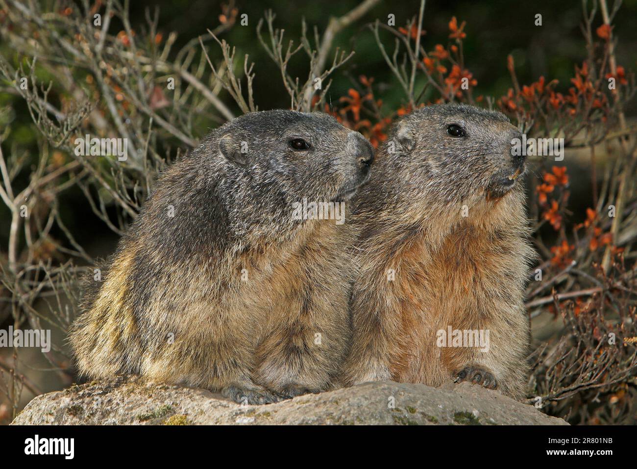 Marmot alpin, marmota marmota, adultes debout sur les rochers, Alpes du Sud-est de la France Banque D'Images