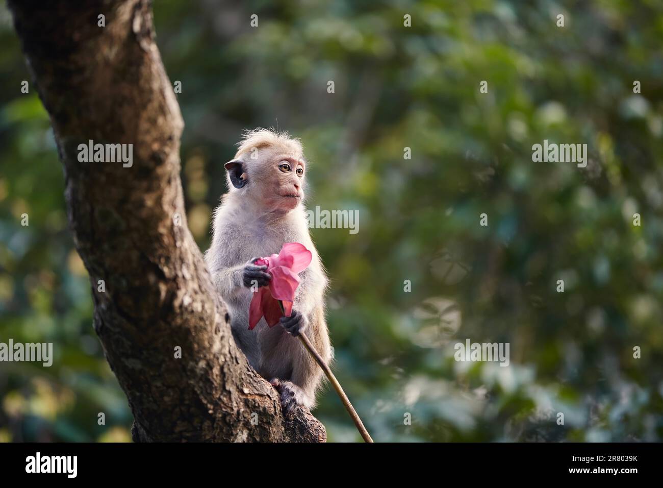 Macaque solitaire avec fleur à la main. Singe triste assis sur la branche dans une forêt tropicale au Sri Lanka. Banque D'Images