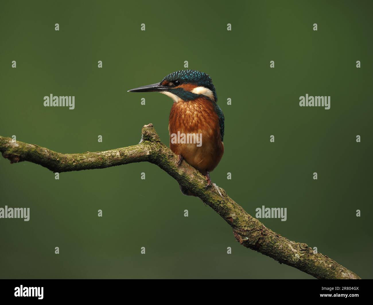 Les pêcheurs de la royauté percent souvent sur toute nouvelle structure érigée sur leur territoire. Banque D'Images