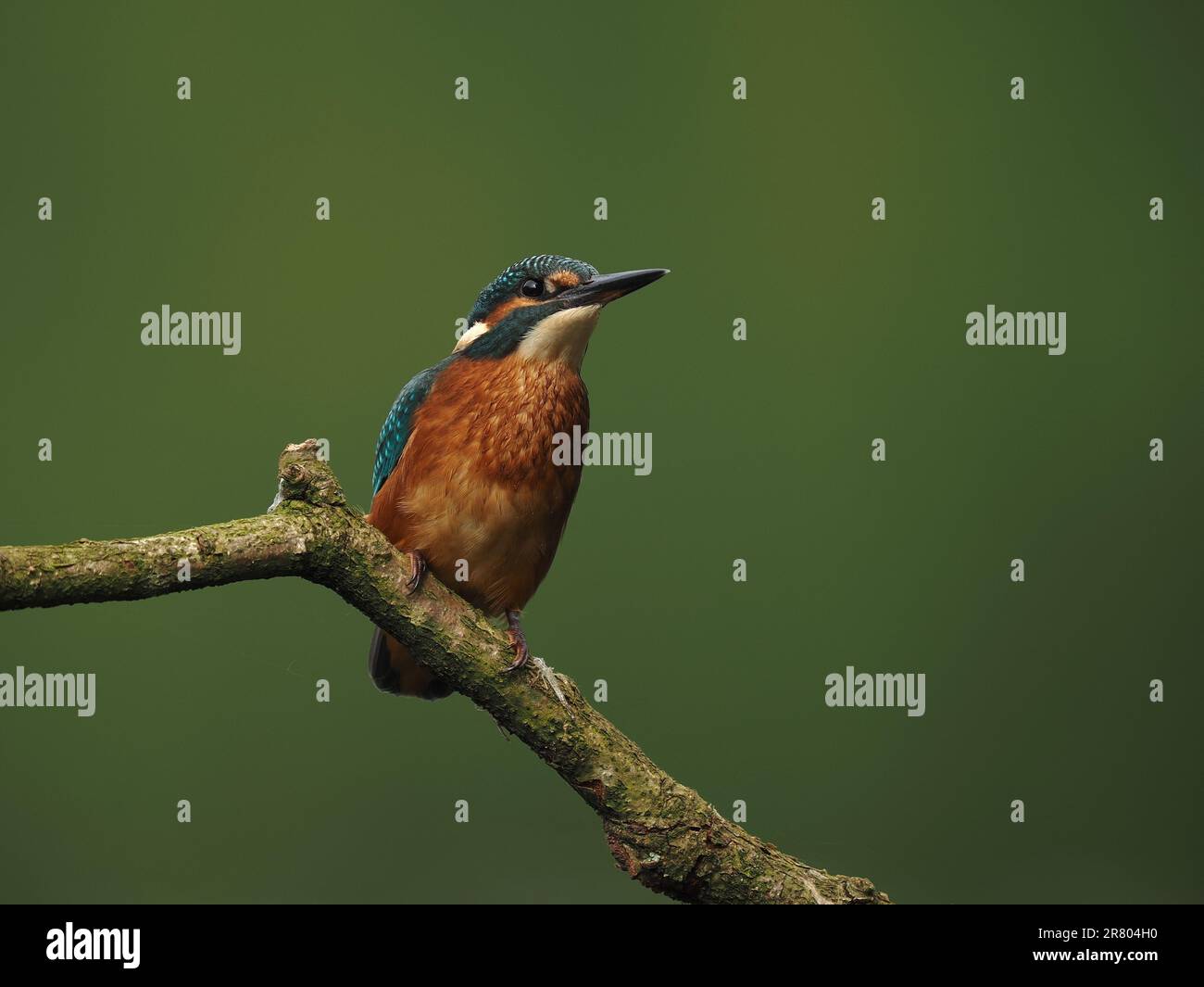 Les pêcheurs de la royauté percent souvent sur toute nouvelle structure érigée sur leur territoire. Banque D'Images