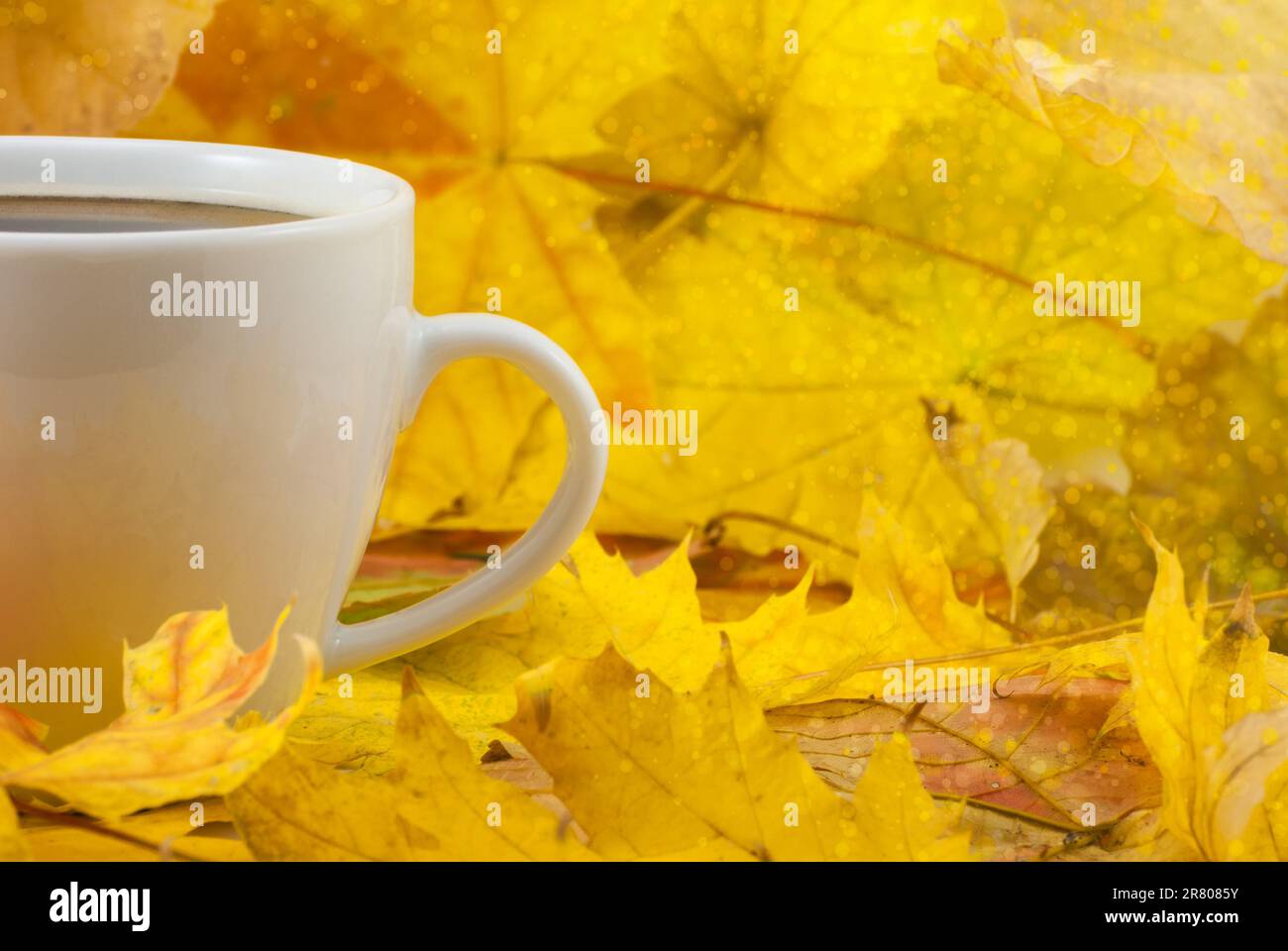 Tasse à café avec automne automne feuilles sur fond d'automne. stock photo, Close up Banque D'Images