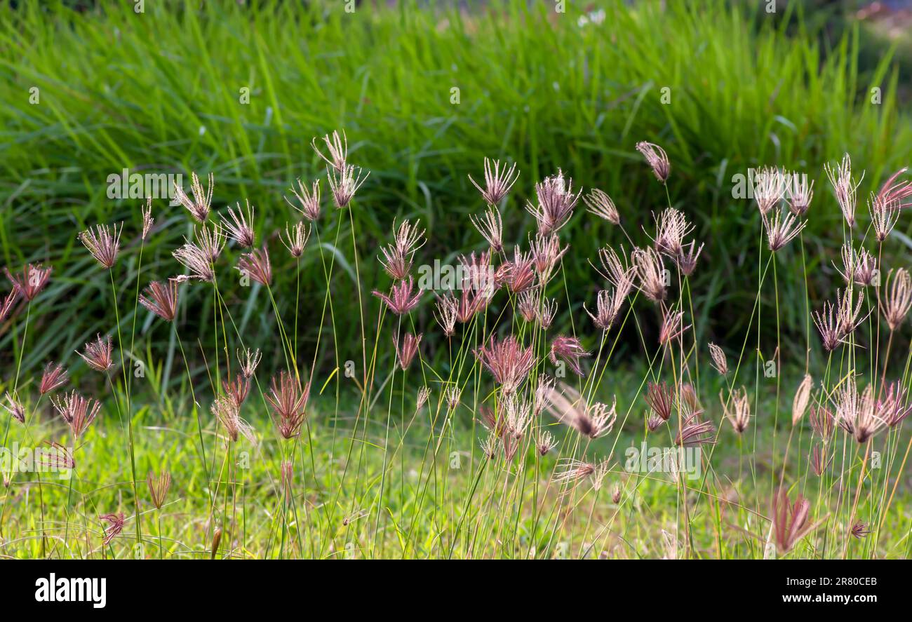 Chloris virgata, herbe à plumes, herbe à plumes Rhodes, foyer sélectionné, pour un fond naturel et un papier peint Banque D'Images