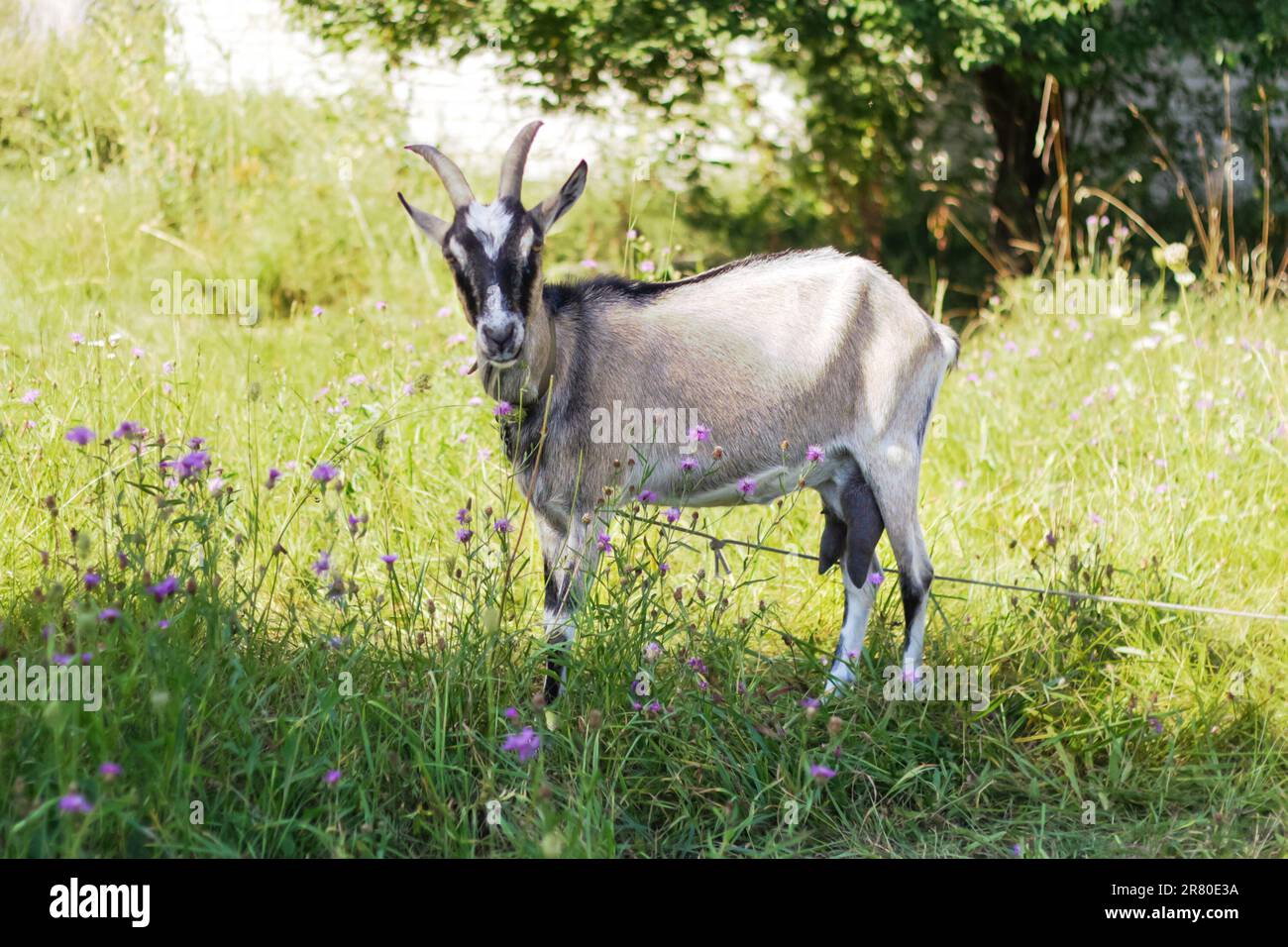 En été, un portrait de chèvre. La chèvre Toggenburg, connue pour ses marques distinctes, se dresse sur un fond d'herbe verte luxuriante, se mélangeant Banque D'Images