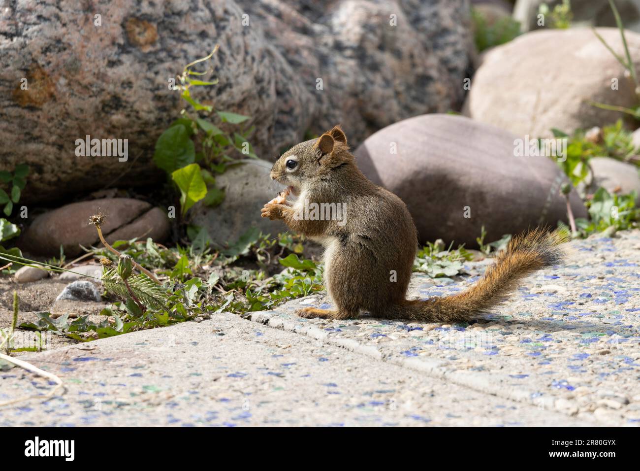 chipmunk manger devant des rochers sur chemin de béton Banque D'Images