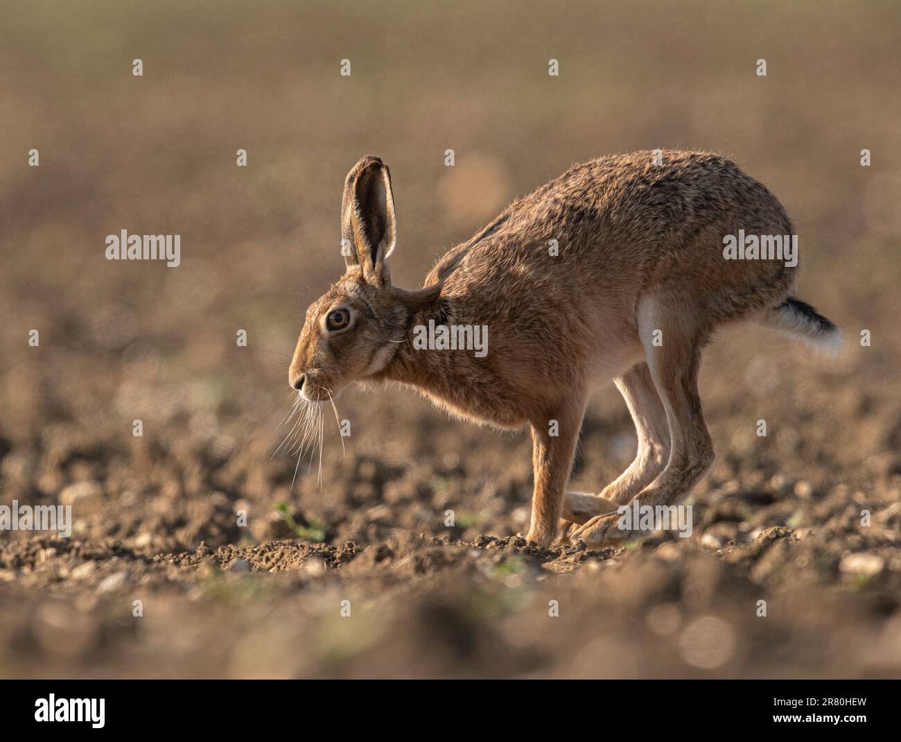 Un lièvre brun ( Lepus europaeus) qui traverse un champ de betterave à sucre, côte à côte, montrant comment il se déplace, il est long jambes et la colonne souple. Suffolk, Royaume-Uni Banque D'Images