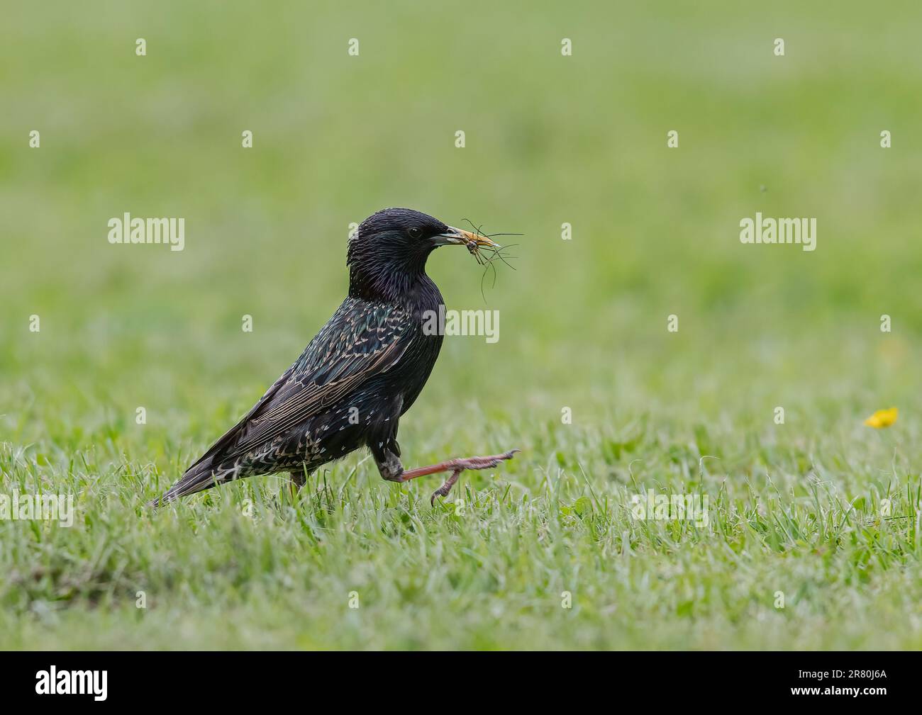 Un adulte Starling (Sturnus vulgaris) courant pour attraper plus de nourriture, de coléoptères et de crânes, pour ses jeunes adultes affamés dans un jardin de fermiers . Essex, Royaume-Uni Banque D'Images