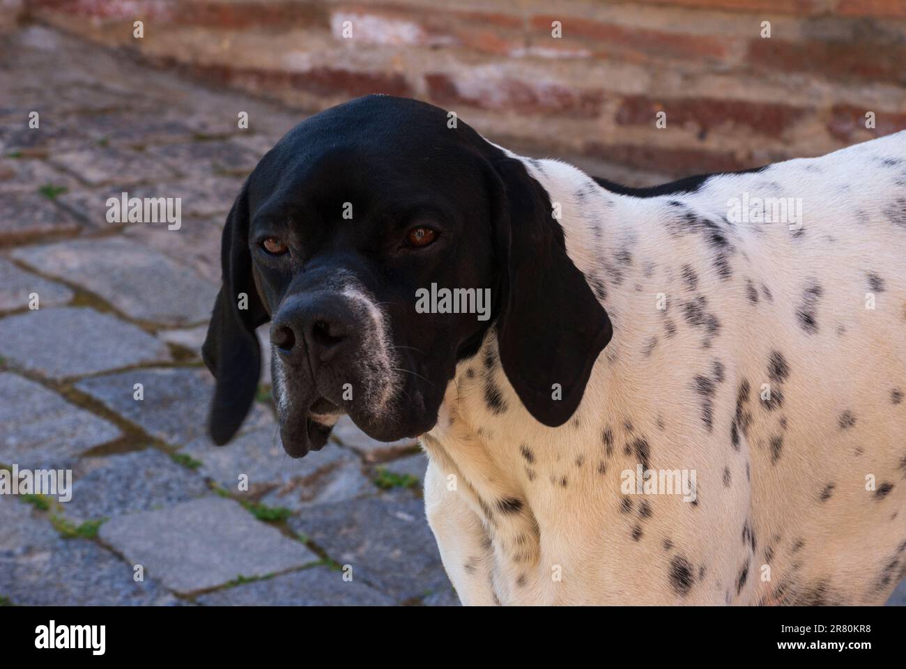 Gros plan portrait de chien noir sans domicile avec des yeux tristes à l'extérieur, regardant l'appareil photo Banque D'Images