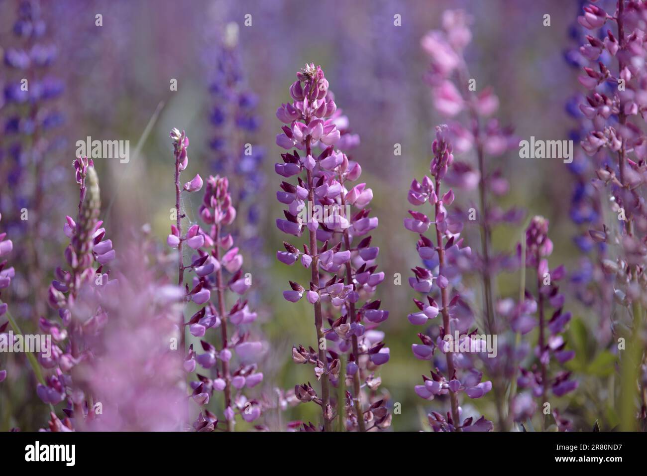 Lupinus polyphyllus. Lupins roses fleuris dans la prairie. Bouquet de lupins en pleine floraison. Lupin, champ aux fleurs pourpres et roses. Lupin en fleur Banque D'Images