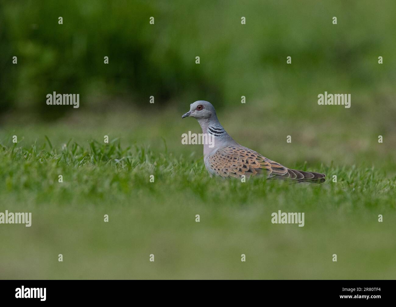 Une tortue en danger critique d'extinction Dove (Streptopelia turtur ) se nourrissant au sol dans un jardin d'agriculteurs . Essex , Royaume-Uni Banque D'Images