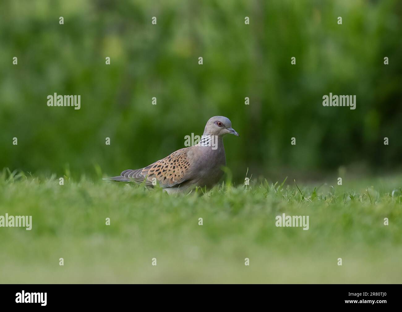 Une tortue en danger critique d'extinction Dove (Streptopelia turtur ) se nourrissant au sol dans un jardin d'agriculteurs . Essex , Royaume-Uni Banque D'Images