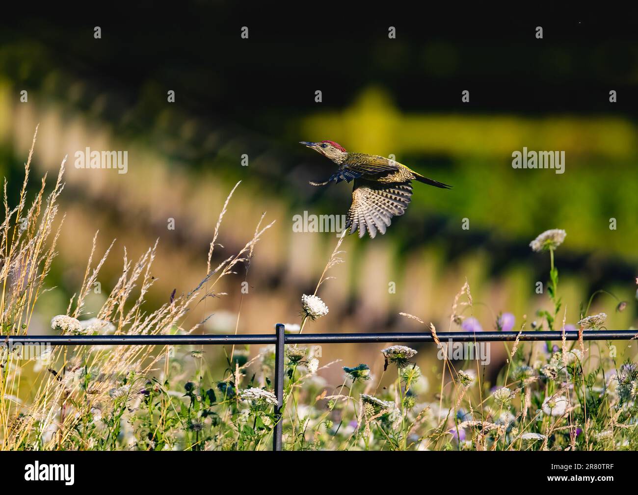 Un cliché frappant d'un jeune pic vert ( Picus viridis) en vol au-dessus d'un pré de fleurs sauvages montrant des détails de plumes. Suffolk, Royaume-Uni Banque D'Images