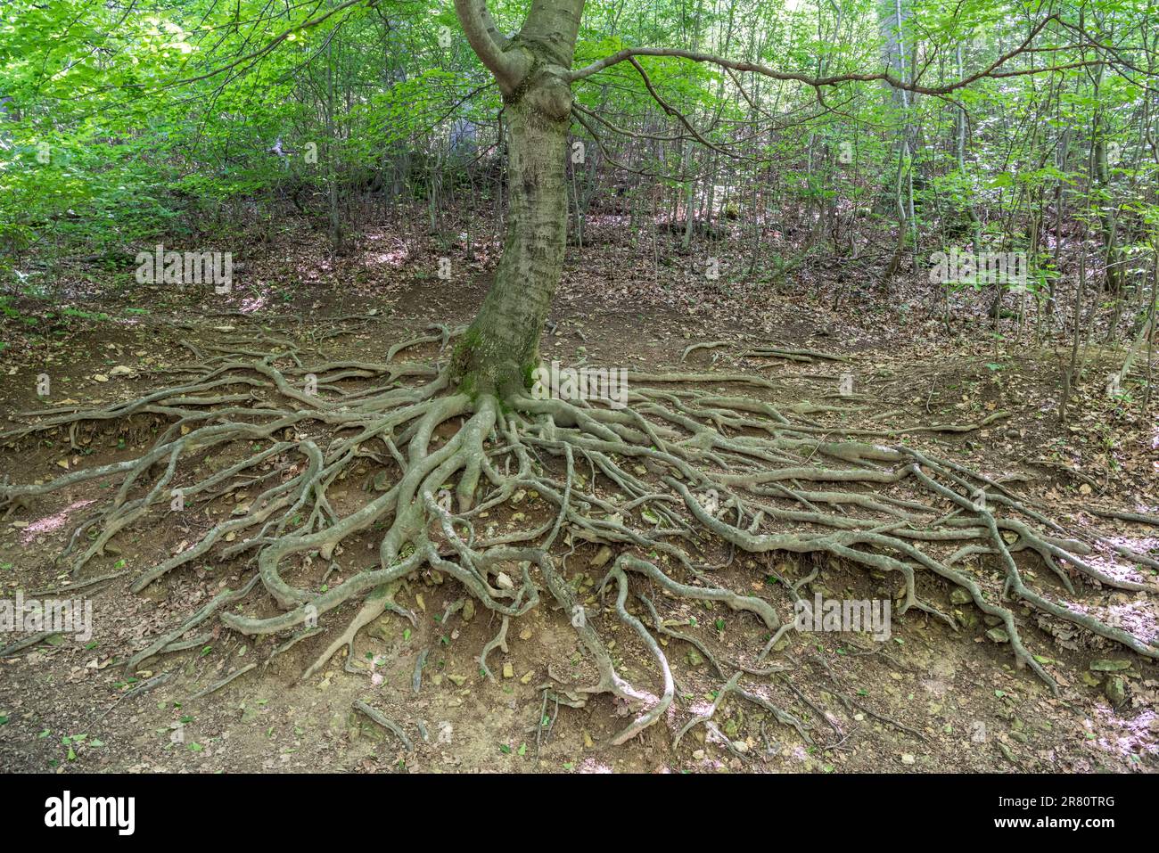 Hêtre (Fagus orientalis) dont les racines poussent au-dessus du sol. Pris dans la forêt sur Janos Hill (Janos-hegy) à Budapest, Hongrie. Banque D'Images