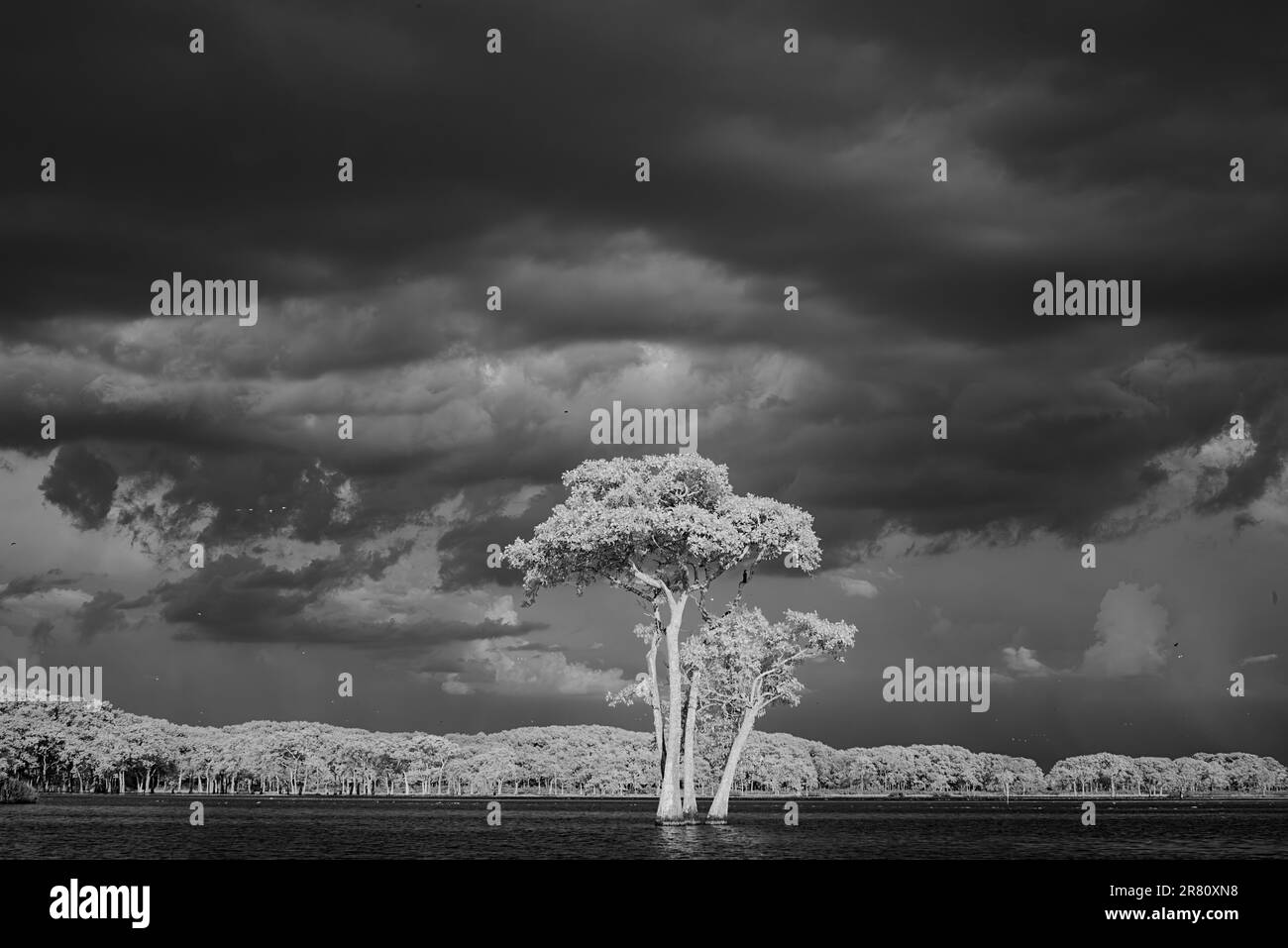 Photo infrarouge en noir et blanc d'un cyprès isolé encadré par des arbres lointains et un ciel spectaculaire, capturant l'immobilité éthérée dans les marais de Louisiane. Banque D'Images