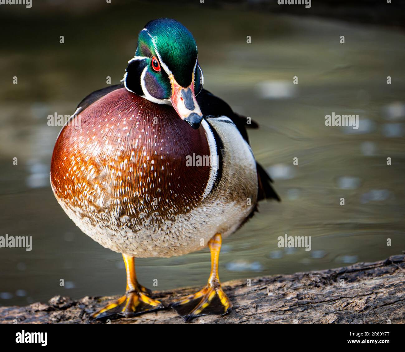 Canard de bois coloré reposant sur une rivière un parc public Banque D'Images
