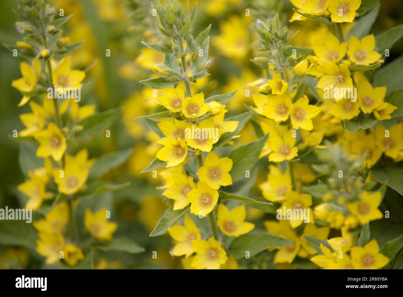 Loosestrife tacheté. Fleurs jaunes cloches de grande fleur jaune ou de fleur circulaire ou de loostrufe tachetée gros plan. Lysimachia punctata gros plan Banque D'Images