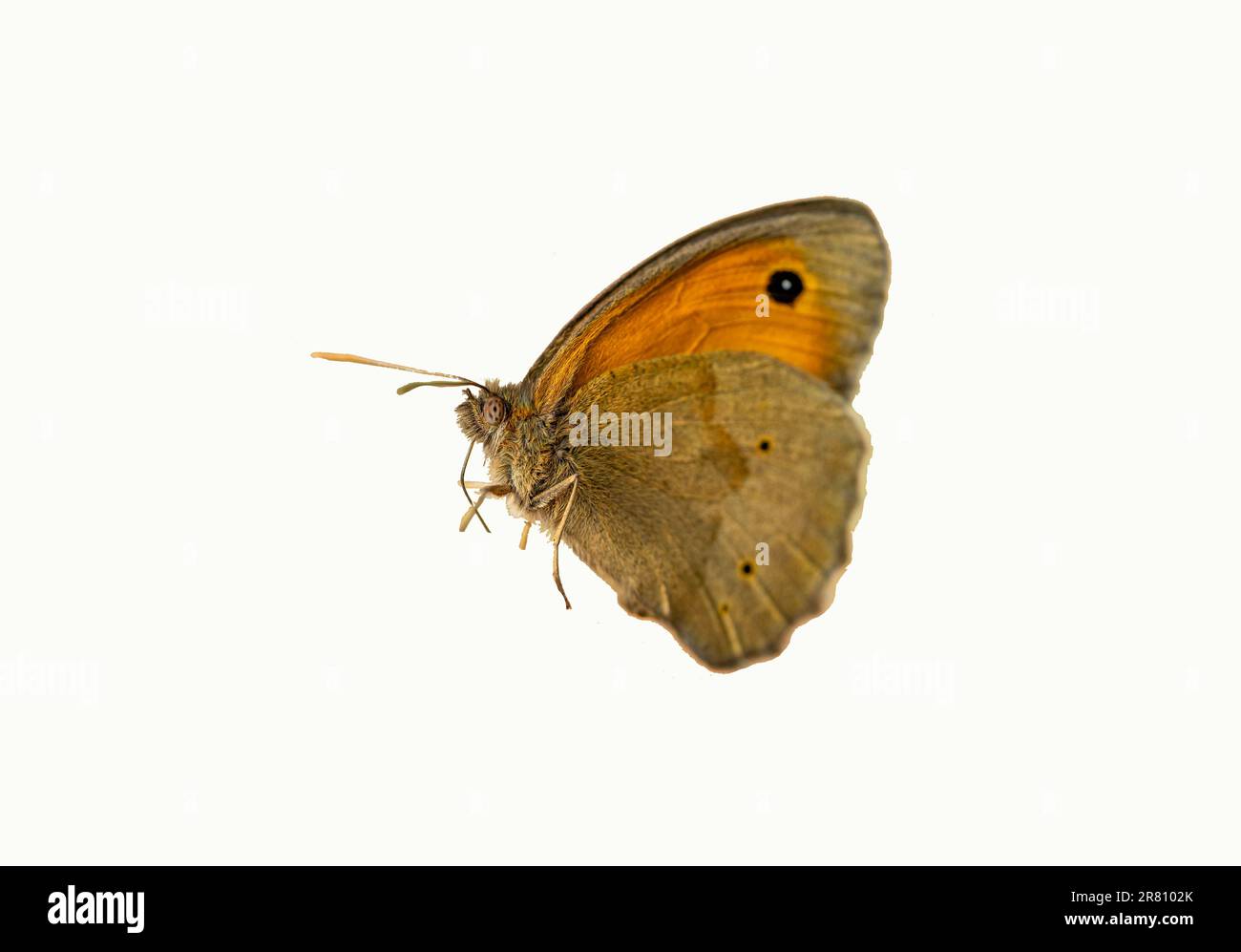 Maniola jurtina papillon sur fond blanc Banque D'Images