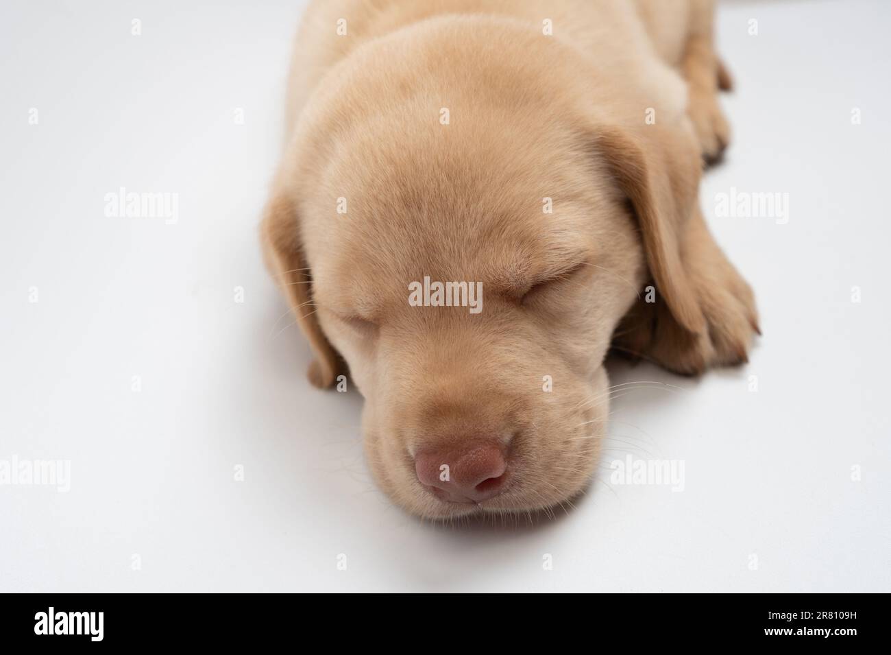 Deep Sleeping labrador chiot portrait vue rapprochée Banque D'Images