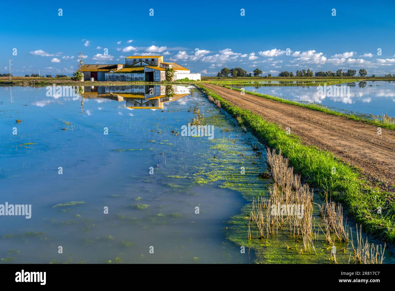 Barn se reflète sur un champ de riz, Isla Mayor, Séville, Espagne. Banque D'Images