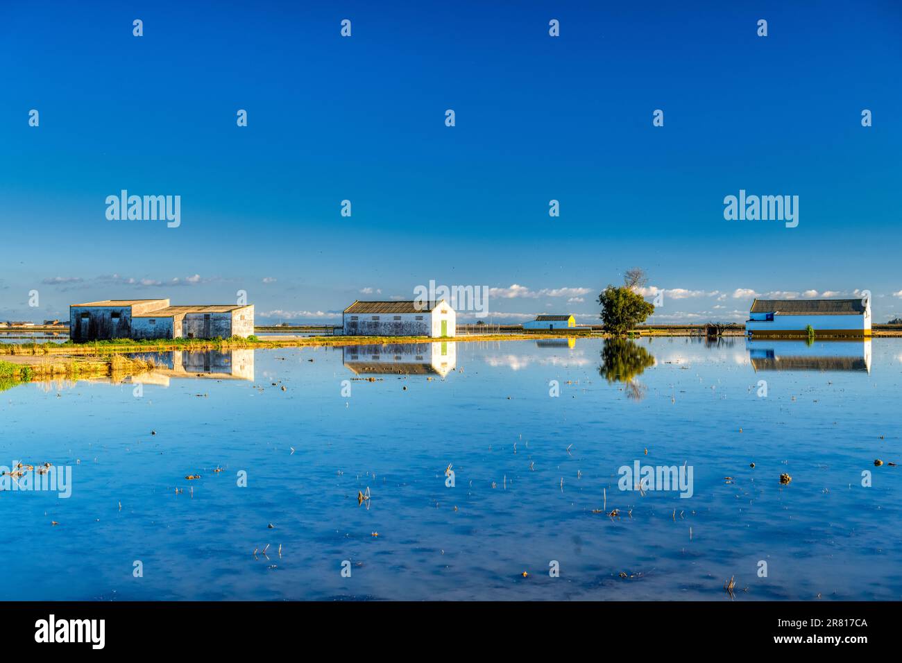 Fermes reflétées sur un champ de riz, Isla Mayor, Séville, Espagne. Banque D'Images