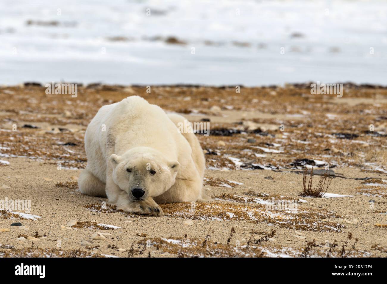 Grand ours polaire mâle reposant sur la plage après être venu à terre de la  glace au large, Bird Cove, Churchill, Hudson Bay (Manitoba Photo Stock -  Alamy