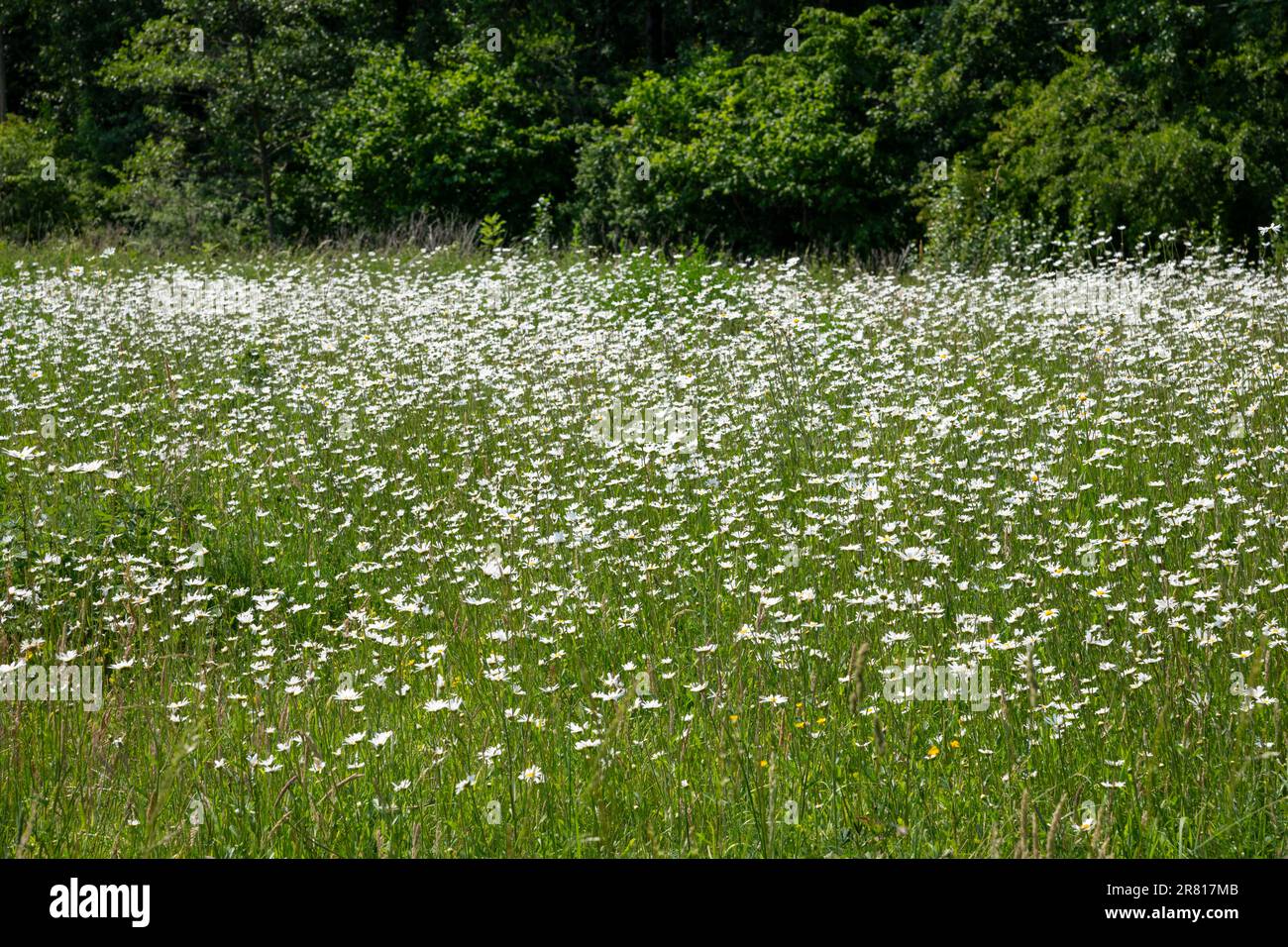 Masse de pâquerettes de l'œil d'Ox dans la prairie à papillons du parc national Reddish Vale, Stockport, Grand Manchester, Angleterre. Banque D'Images