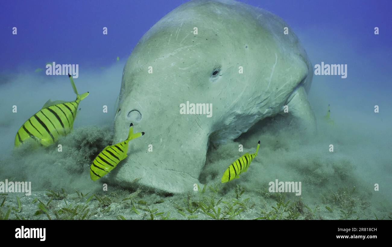 Portrait de la vache de mer mangeant des algues sur la prairie d'herbes marines. Dugong (Dugong dugon) accompagné de l'école de poissons dorés (Gnathanodon speciosus) feedi Banque D'Images