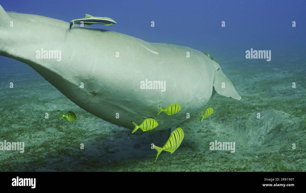 Dugong flotte. La vache de mer ou Dugong (Dugong dugon) avec Remorafish sur son ventre et l'école de poisson de Trevally doré (Gnathanodon speciosus) nage a Banque D'Images