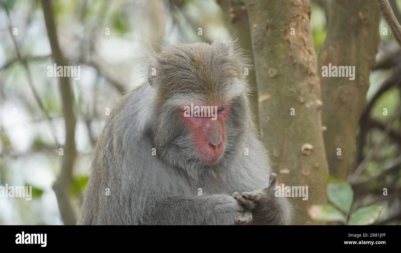 Un adorable singe au visage rouge distinctif est perché sur une branche d'arbre dans un cadre boisé luxuriant Banque D'Images