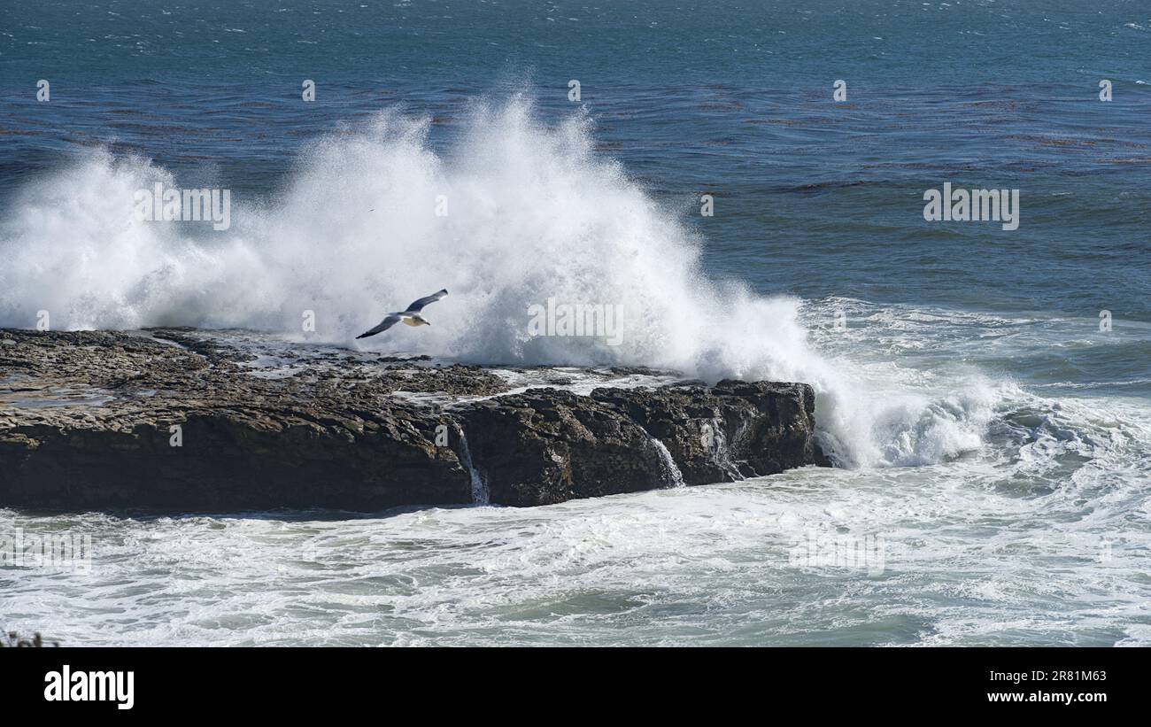 Un mouette qui s'éloigne de la puissante éclaboussure créée par la vague sur le rocher. Banque D'Images