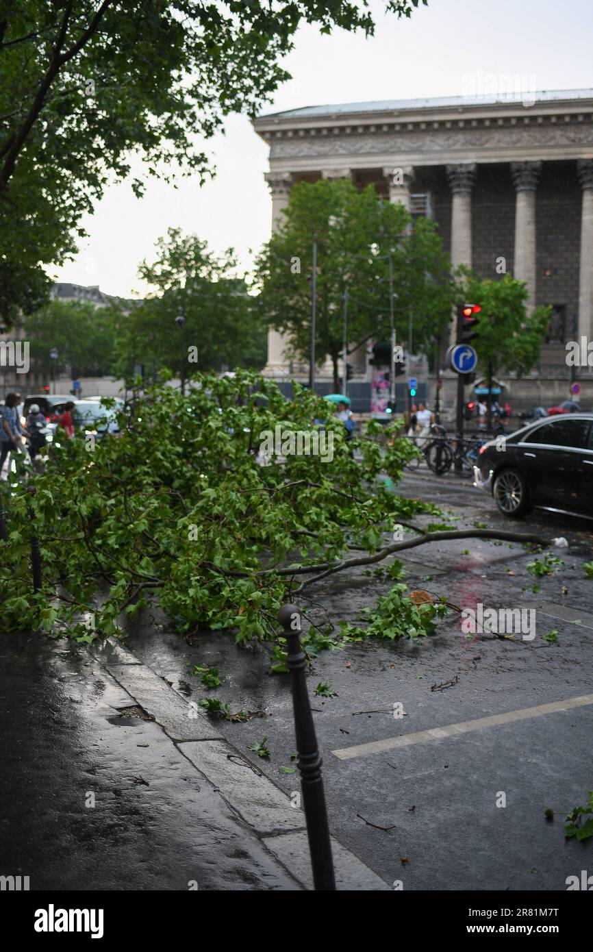 Paris, France. 18th juin 2023. De violentes tempêtes ont frappé la capitale, à Paris, en France, sur 18 juin 2023. Branches d'arbres brisées du boulevard de la Madeleine à Paris suite au déluge qui tomba sur Paris et l'Ile de France, dimanche 18 juin 2023 à la fin de la journée, accompagné de fortes rafales de vent. Photo de Lionel Urman/ABACAPRESS.COM crédit: Abaca Press/Alay Live News Banque D'Images