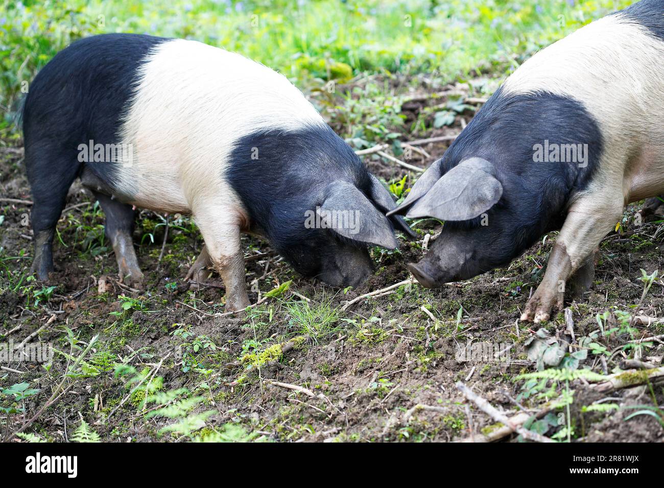 Le Saddleback britannique (sus scrofa domesticus) est une race britannique moderne de porc domestique. Banque D'Images