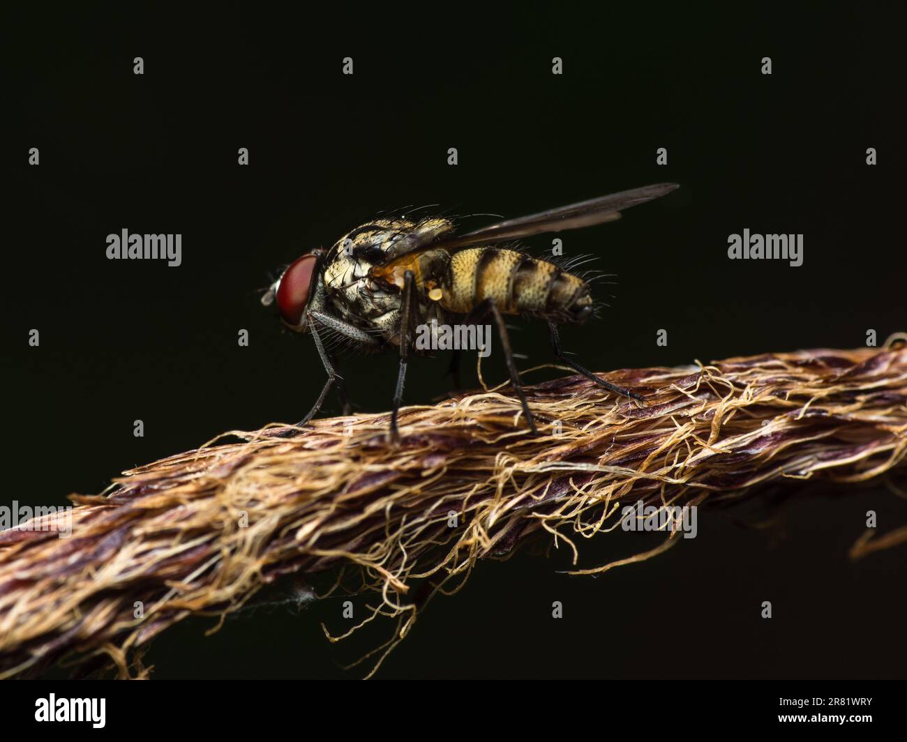 Plongez dans le monde miniature de créatures captivantes : Macro Magic - Un regard plus attentif révèle la beauté et la merveille des insectes, où chaque détail tient Banque D'Images