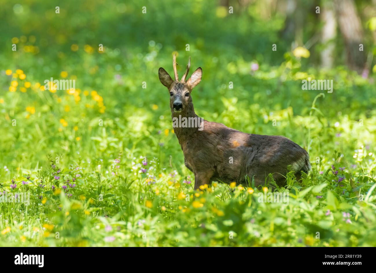 ROE Deer(Capreolus capreolus) mâle regardant la caméra dans la forêt de printemps, Podlaskie Voivodeship, Pologne, Europe Banque D'Images