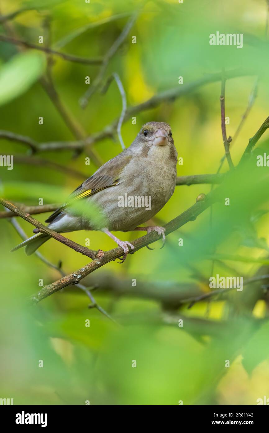 European Greenfinch (Chloris chloris) parmi les feuilles de printemps regardant la caméra, Podlaskie Voivodeship, Pologne, Europe Banque D'Images