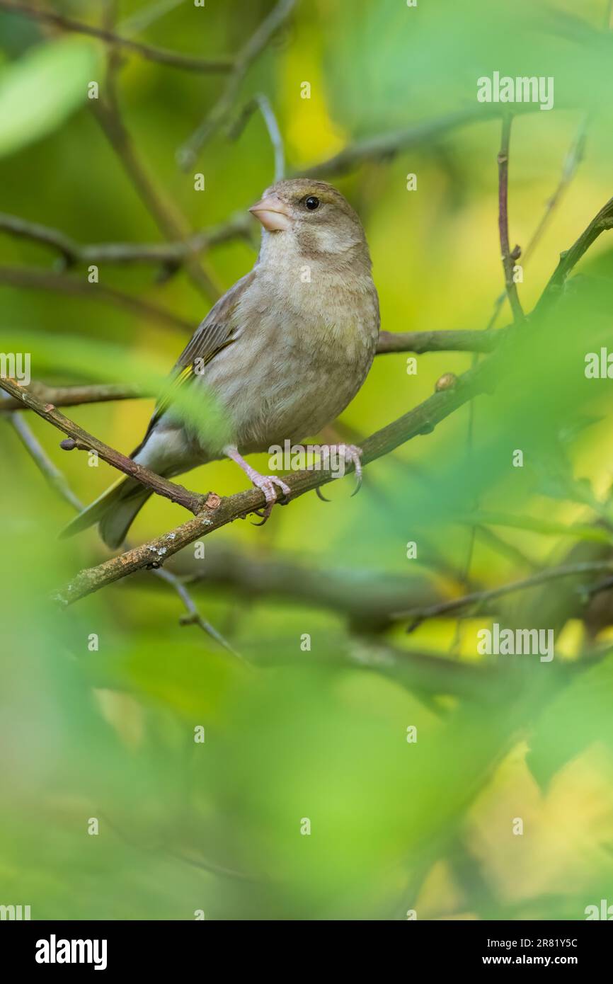 European Greenfinch (Chloris chloris) parmi les feuilles de printemps regardant la caméra, Podlaskie Voivodeship, Pologne, Europe Banque D'Images
