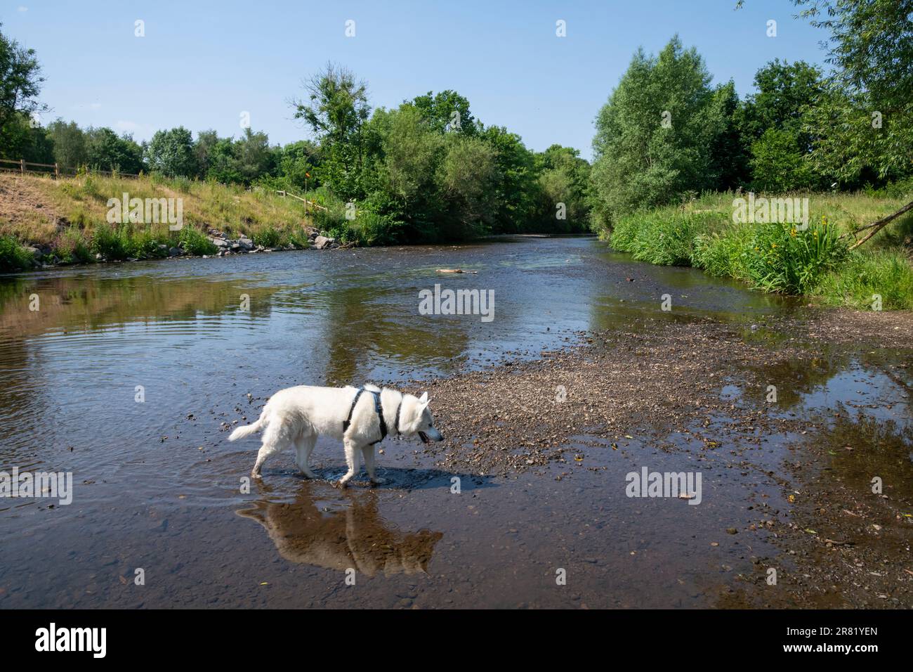 Husky sibérien blanc pagayant dans la rivière Tame au parc régional Reddish Vale, Stockport, Greater Manchester, Angleterre. Banque D'Images