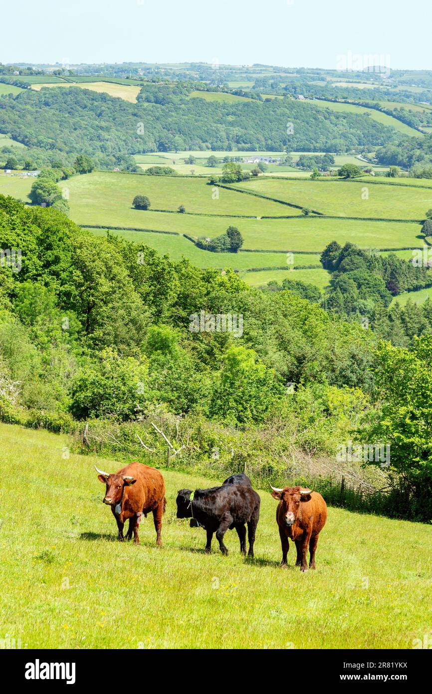 Vaches Red Devon avec barrière virtuelle GPS NoFence colliers les gardant dans un enclos virtuel, High Bickington, Devon, Angleterre, Royaume-Uni. Banque D'Images