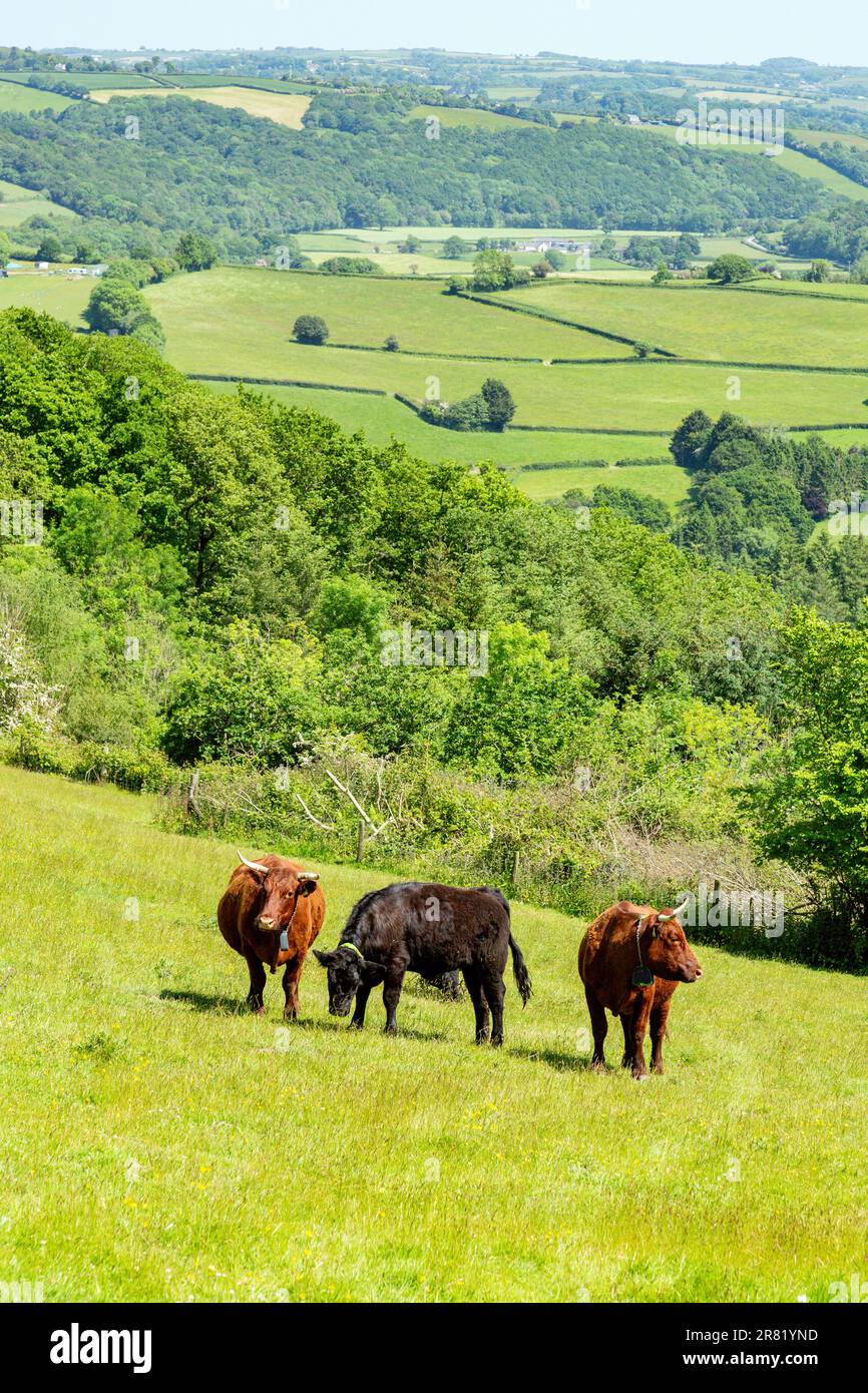 Vaches Red Devon avec barrière virtuelle GPS NoFence colliers les gardant dans un enclos virtuel, High Bickington, Devon, Angleterre, Royaume-Uni. Banque D'Images