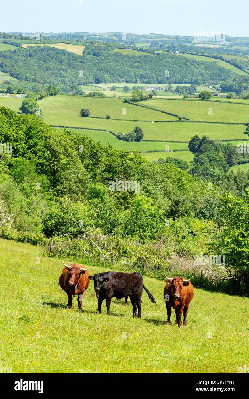 Vaches Red Devon avec barrière virtuelle GPS NoFence colliers les gardant dans un enclos virtuel, High Bickington, Devon, Angleterre, Royaume-Uni. Banque D'Images