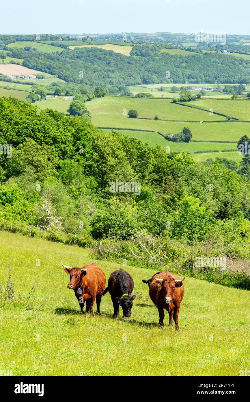 Vaches Red Devon avec barrière virtuelle GPS NoFence colliers les gardant dans un enclos virtuel, High Bickington, Devon, Angleterre, Royaume-Uni. Banque D'Images