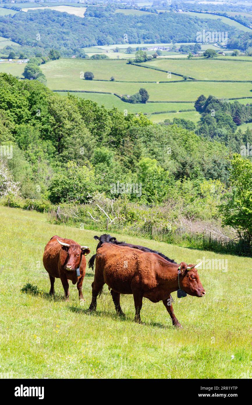 Vaches Red Devon avec barrière virtuelle GPS NoFence colliers les gardant dans un enclos virtuel, High Bickington, Devon, Angleterre, Royaume-Uni. Banque D'Images