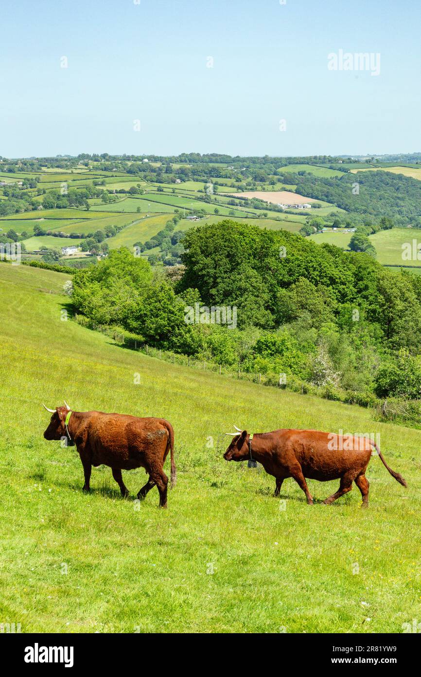 Vaches Red Devon avec barrière virtuelle GPS NoFence colliers les gardant dans un enclos virtuel, High Bickington, Devon, Angleterre, Royaume-Uni. Banque D'Images
