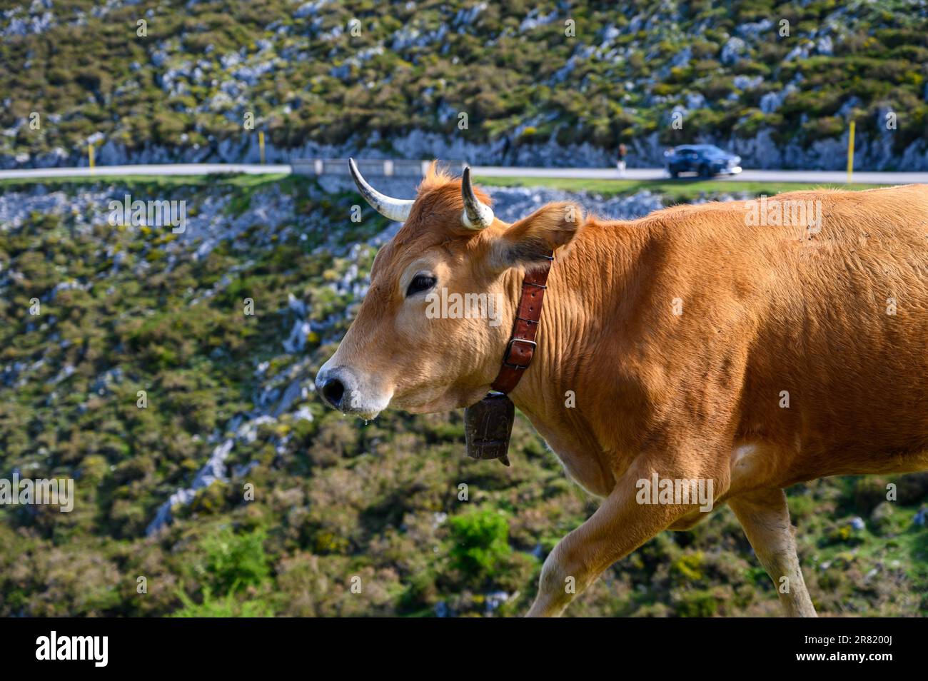 Vaches Asturies brunes, troupeau de vaches est transporté dans un nouveau pâturage sur route de montagne, Picos de Europe, Los Arenas, Asturies, Espagne. Banque D'Images